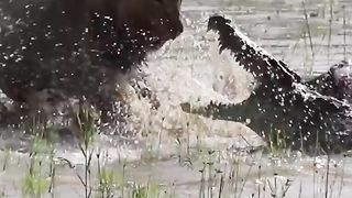 Lion battles Crocodile