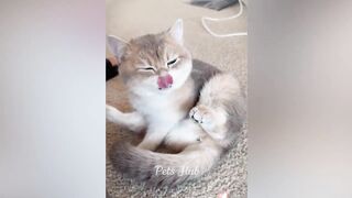 Funniest Cats and Dogs ???????? Funny Animals 2023 ???? 7