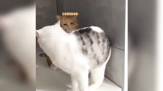 The cat doctor
