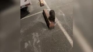 Cat play skyrim
