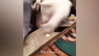 Funniest Cats and Dogs ???????? Funny Animals 2023 ???? 8