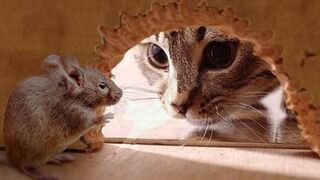 cute cat and mouse best friends