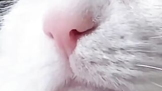 hansome cat