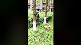 Cat Funny Moments | Funny Animal Videos 2023 ????| Cute Animals Funny Video Short ????