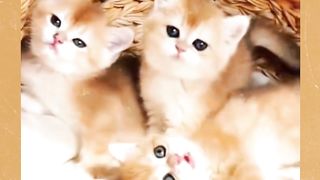 Kucing imut part 1