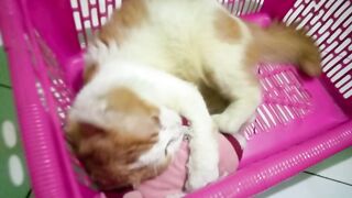 doll destroyed target orange cat