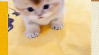 Kucing imut part 2