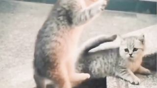 Super luta de gatos