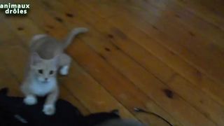 chat drole