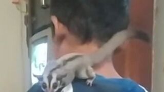 "Bolotot" practice flying and jumping / Sugar Glider