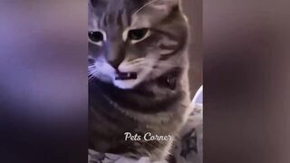 Funniest Animals 2023 ???? Best Funny Cats and Dogs ???????? Part 34 | Pets Corner