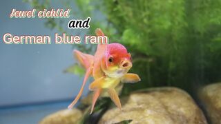 Two types of cute and colorful fish