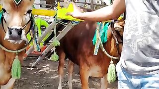 Kerapan sapi