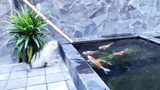 cute cat is looking at the beautiful view of koi fish in the pond