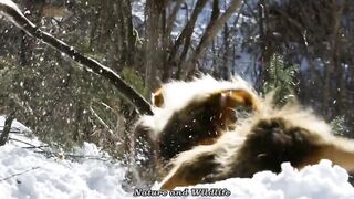 ANIMALS LIFE