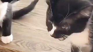 Video kucing lucu 3