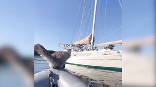 Cat vs ocean ????????????