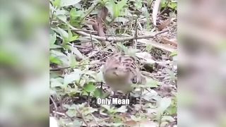 When the cat pinhits