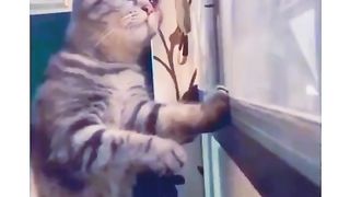 Funny video spot me bhai log in 34