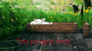 Video kelinci