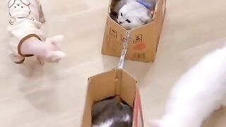 The cats are playing train.