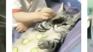 Ketika kucing dibuat pasrah ama BOCIL ????