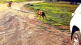 super-pouvoir-animal-vs-animal-credits-inconnu.