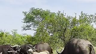 troupeau-de-buffles-piétine-vieux-lion-mâle-dans-une-bataille-épique (1).