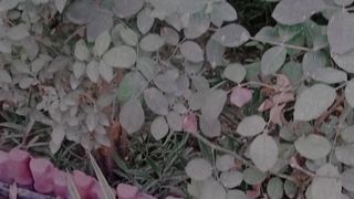 So beutiful????