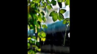 Rain Aesthetic Status????Rain Status????Nature????WhatsApp Status????Rain Day _Barish Status 2023 _ Rain Video.
