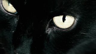 Gold Eye