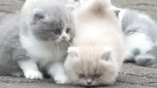 The cat racing