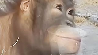 This monkey couldn't believe its eyes