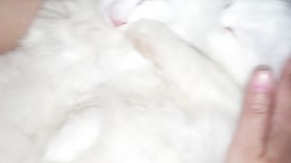 Cute Animal 5