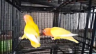 Love birds 9