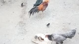My pets 3