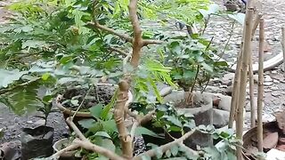 Serut bonsai