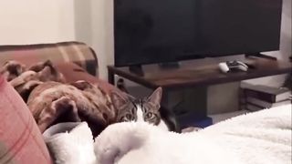 Try to not laugh chllenge Funny animals Funny cats dogs