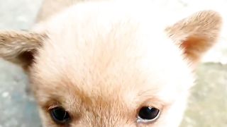 #Amazing funny dog video
