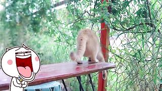 Animal Footage - Cats and Kittens Beautiful Scenes | Viral Cat