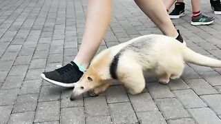 Adorable adventures with Hogan!