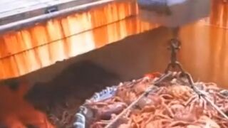 Alaska Crab