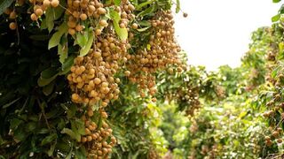 Asia's largest fruit plantation