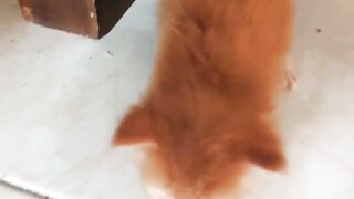 cute kitten ????????