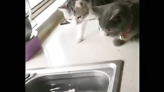 Unleashing the Fun of Cats