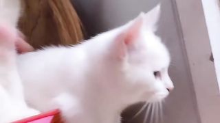 Lagi Kepo