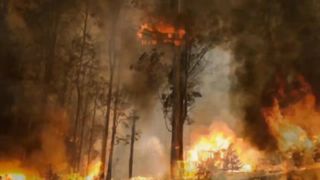Australia Forest Fire From 1 November 2019 to 31 January 2020