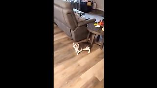 best Funny and cute animals in 2023 ???? - Funny cats / dogs - Funny animal videos