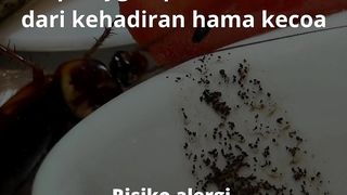 Dampak kehadiran kecoa