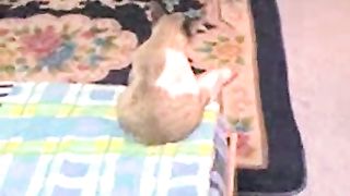 gopnik cat